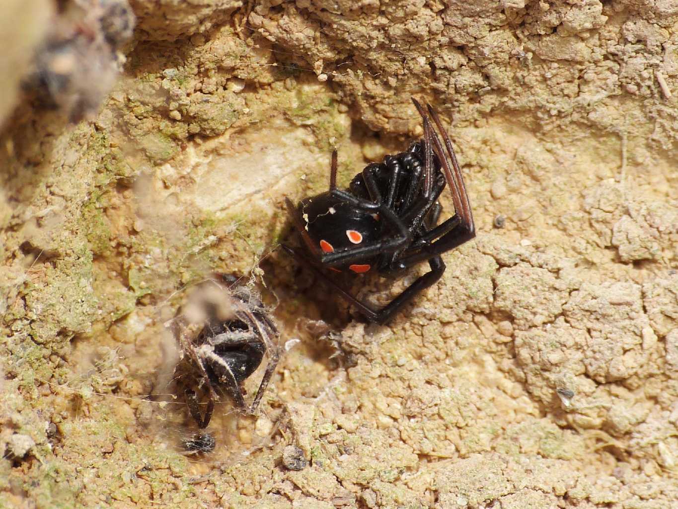 Latrodectus nel Lazio
